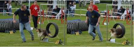 Concours Agility 2008